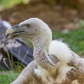 Vautour fauve Gyps fulvus - Griffon Vulture