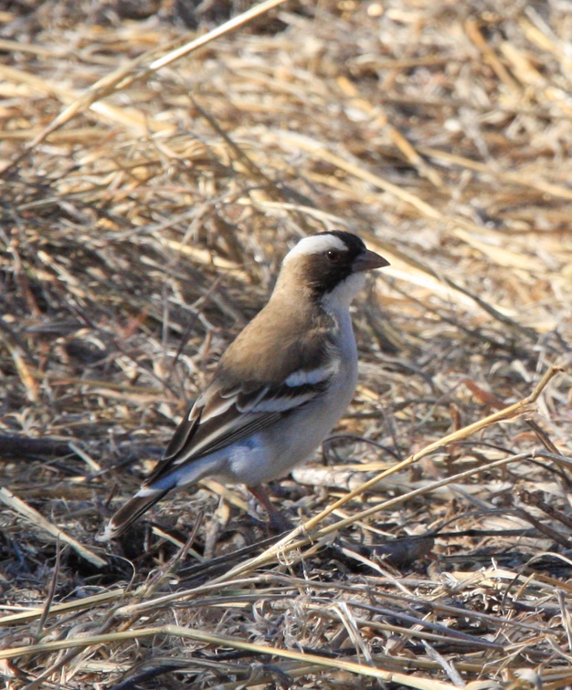 Mahali à sourcils blancs Plocepasser mahali - White-browed Sparrow-Weaver