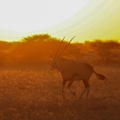 kalahari : coucher de soleil avec un oryx gazelle