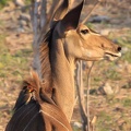 grand koudou (tragelaphus strepsiceros) (femelle) et Piqueboeuf à bec jaune Buphagus africanus - Yellow-billed Oxpecker