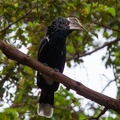 Calao à joues argent Bycanistes brevis - Silvery-cheeked Hornbill