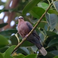 Tourterelle à collier Streptopelia semitorquata - Red-eyed Dove