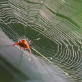 araignée : Gasteracantha curvispina