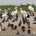 Pélican blanc Pelecanus onocrotalus - Great White Pelican, Cormoran à poitrine blanche Phalacrocorax lucidus - White-breasted Cormorant