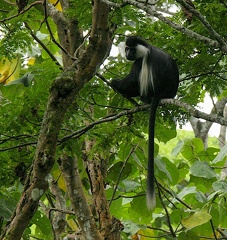  colobe Ruwenzori ( Colobus angolensis ruwenzori ) colobe noir et blanc Ruwenzori