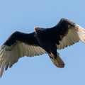 Urubu à tête rouge Cathartes aura - Turkey Vulture 