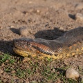 anaconda femelle