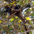 Coendou prehensilis brésilien (Porcupine) porc-épic