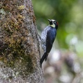 Pic glandivore Melanerpes formicivorus - Acorn Woodpecker