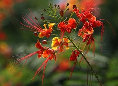 Caesalpinia pulcherrima  Fleur de paon, Flamboyant, Petit Flamboyant, Orgueil de Chine