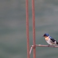 Hirondelle de Tahiti Hirundo tahitica - Pacific Swallow