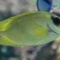 Sigan corail (Siganus corallinus) 
