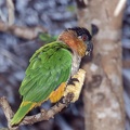 Orénoque 2004 : Caïque maïpourri Maïpouri à tête noire Pionites melanocephalus - Black-headed Parrot