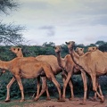Ethiopie : troupeau de dromadaires