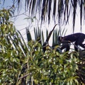 Orénoque 2004 : Lagothrix Lagotriches, Singes laineux