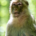 macaque de Barbarie  - magot - macaque berbère (Macaca sylvanus)