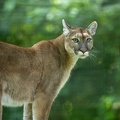 puma  - lion de montagne - cougar (Puma concolor)