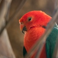 Perruche royale Alisterus scapularis - Australian King Parrot