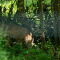 Lynx roux- bob cat (lynx rufus)