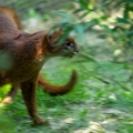 Jaguarondi - eyra - chat-loutre (Herpailurus jaguaroundi)