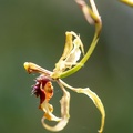 orchidées : Schomburgkia
