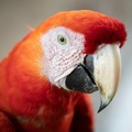 Ara rouge Ara macao - Scarlet Macaw