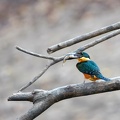 Martin-pêcheur bicolore Chloroceryle inda - Green-and-rufous Kingfisher