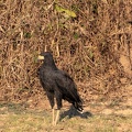Buse urubu Buteogallus urubitinga - Great Black Hawk