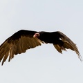 Urubu à tête rouge Cathartes aura - Turkey Vulture