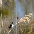 Bruant des roseaux Emberiza schoeniclus - Common Reed Bunting(nuptial)