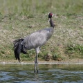 Grue cendrée Grus grus - Common Crane