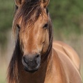Henson,  cheval de la baie de Somme