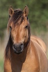 Henson,  cheval de la baie de Somme