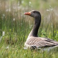 Oie cendrée Anser anser - Greylag Goose
