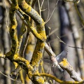  Pinson des arbres Fringilla coelebs - Common Chaffinch