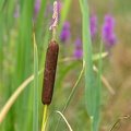 Massette (Typha), ou roseau des étangs