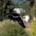  Grand Cormoran Phalacrocorax carbo - Great Cormorant