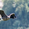 Bernache du Canada Branta canadensis - Canada Goose