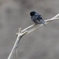 Hirondelle à ceinture blanche Atticora fasciata - White-banded Swallow