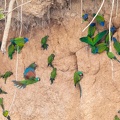colpa sur la rivière  tambopata : Conure de Weddell Aratinga weddellii - Dusky-headed Parakeet   et   Ara vert Ara severus - Chestnut-fronted Macaw et  Pione à tête bleue Pionus menstruus - Blue-headed Parrot
