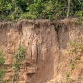 le premier téméraire  sur une colpa de la rivière  tambopata : Ara chloroptère Ara chloropterus - Red-and-green Macaw 