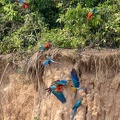 colpa sur la rivière  tambopata : Ara chloroptère Ara chloropterus - Red-and-green Macaw et Ara bleu Ara ararauna - Blue-and-yellow Macaw