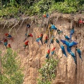 colpa sur la rivière  tambopata : Ara chloroptère Ara chloropterus - Red-and-green Macaw et Ara bleu Ara ararauna - Blue-and-yellow Macaw et Ara rouge Ara macao - Scarlet Macaw