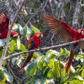 Ara chloroptère Ara chloropterus - Red-and-green Macaw et Ara rouge Ara macao - Scarlet Macaw