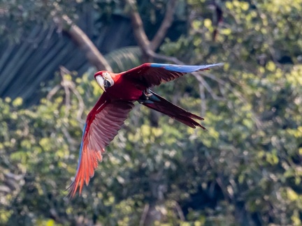 envol de la colpa de chuncho : Ara chloroptère Ara chloropterus - Red-and-green Macaw