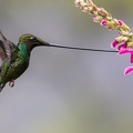 Colibri porte-épée Ensifera ensifera - Sword-billed Hummingbird