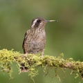 Colibri moucheté Adelomyia melanogenys - Speckled Hummingbird