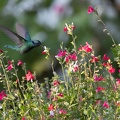 Colibri thalassin Colibri thalassinus - Mexican Violetear
