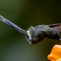 Coquette à queue fine Discosura conversii - Green Thorntail (male)
