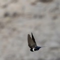 Hirondelle à ceinture blanche Atticora fasciata - White-banded Swallow